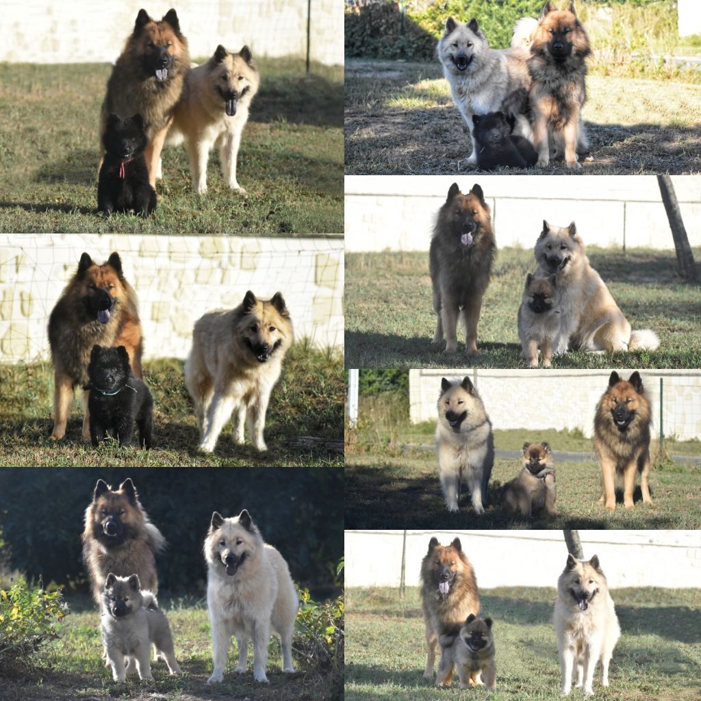 Des Diamants De L'océan - Chiots Maika&Roky avec papa et maman 