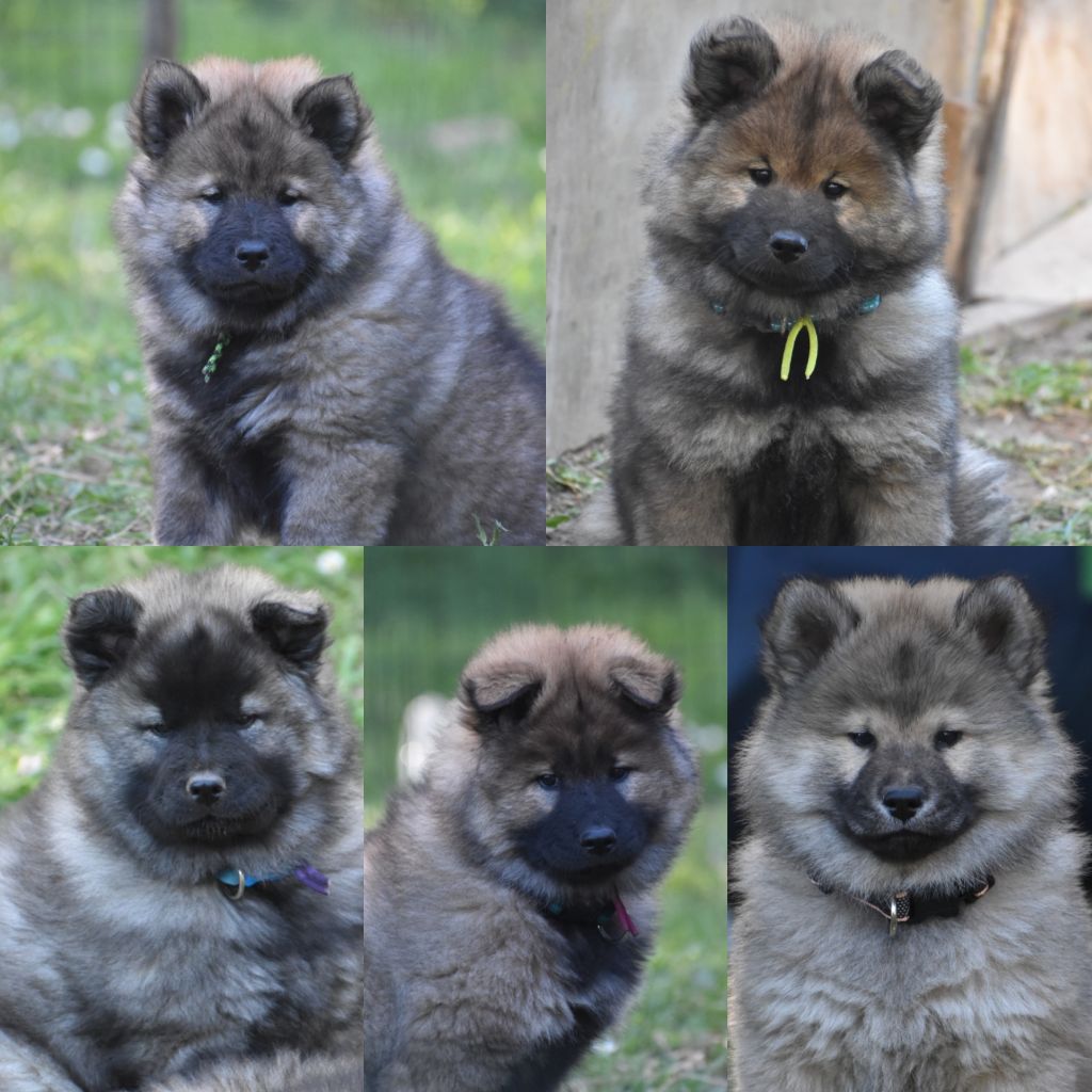 Des Diamants De L'océan - Les bébés à 8 semaines 