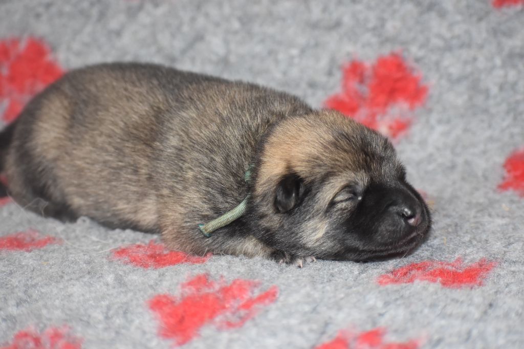 Des Diamants De L'océan - Chiot disponible  - Eurasier