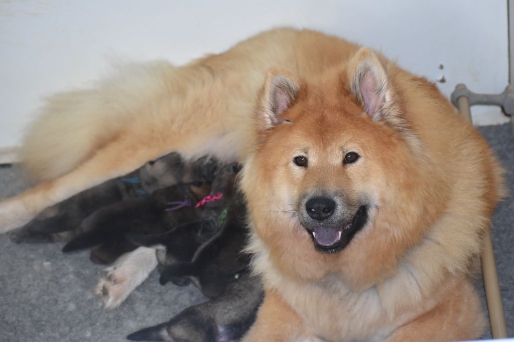 chiot Eurasier Des Diamants De L'océan