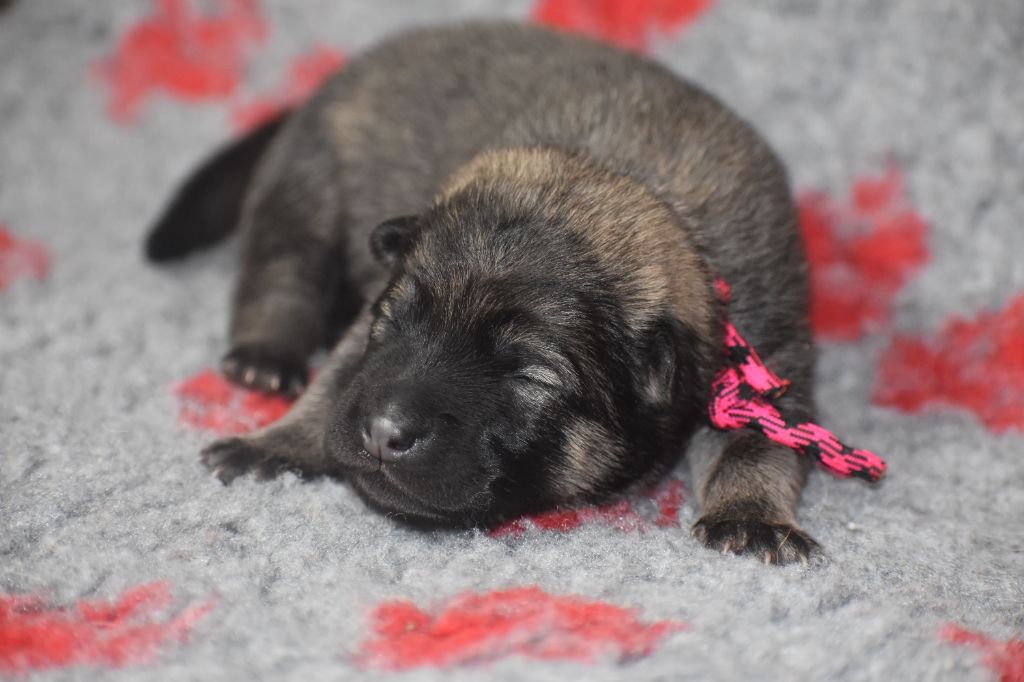 Des Diamants De L'océan - Chiot disponible  - Eurasier