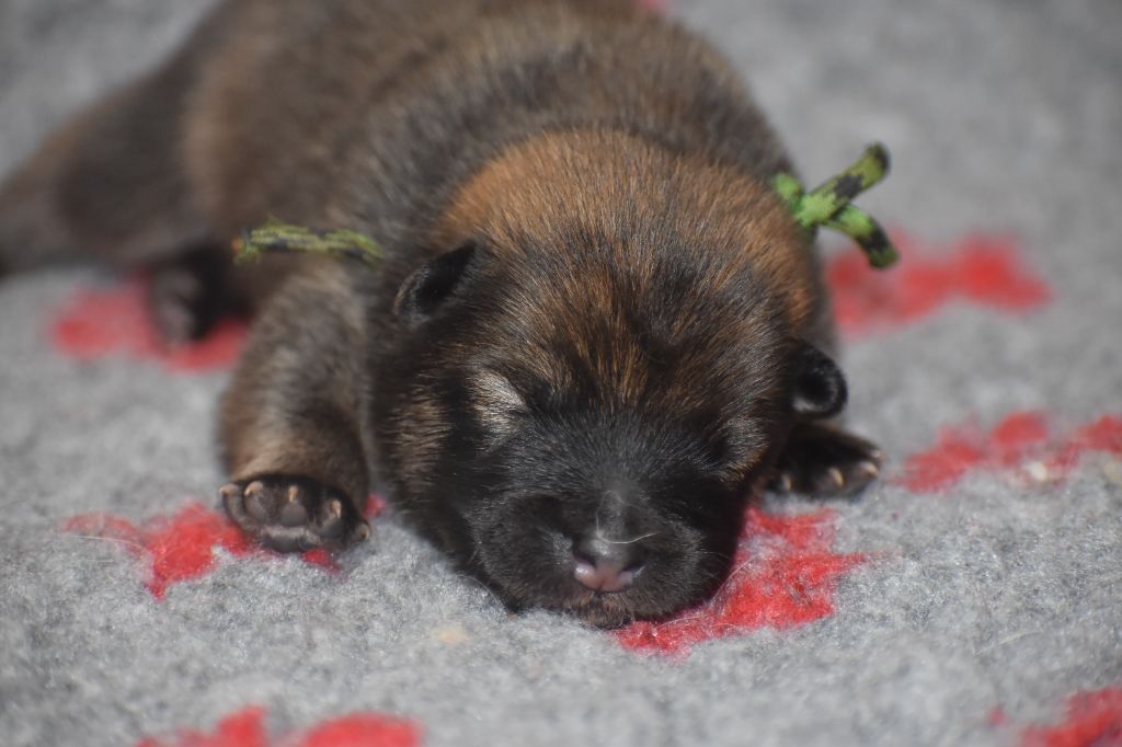 Des Diamants De L'océan - Chiot disponible  - Eurasier