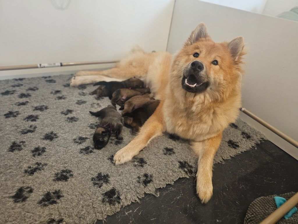 chiot Eurasier Des Diamants De L'océan