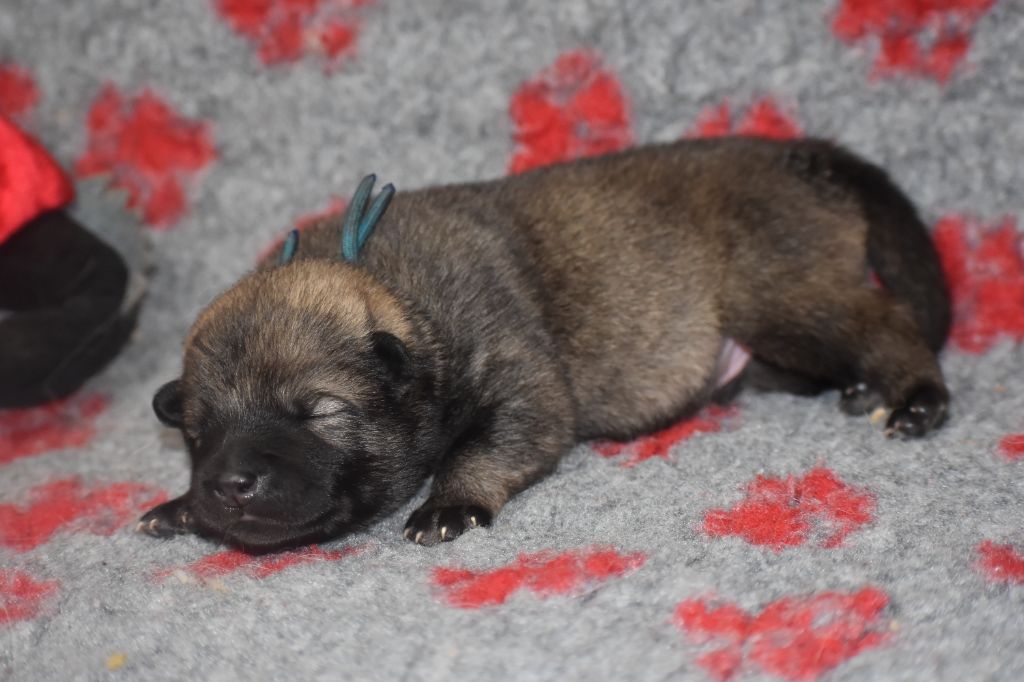 Des Diamants De L'océan - Chiot disponible  - Eurasier