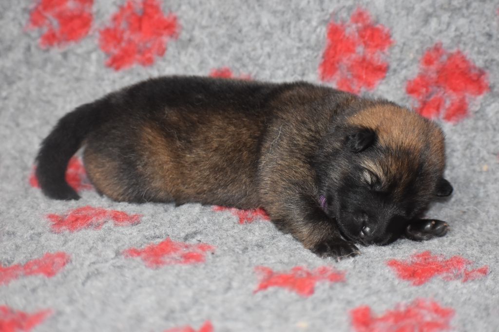 Des Diamants De L'océan - Chiot disponible  - Eurasier