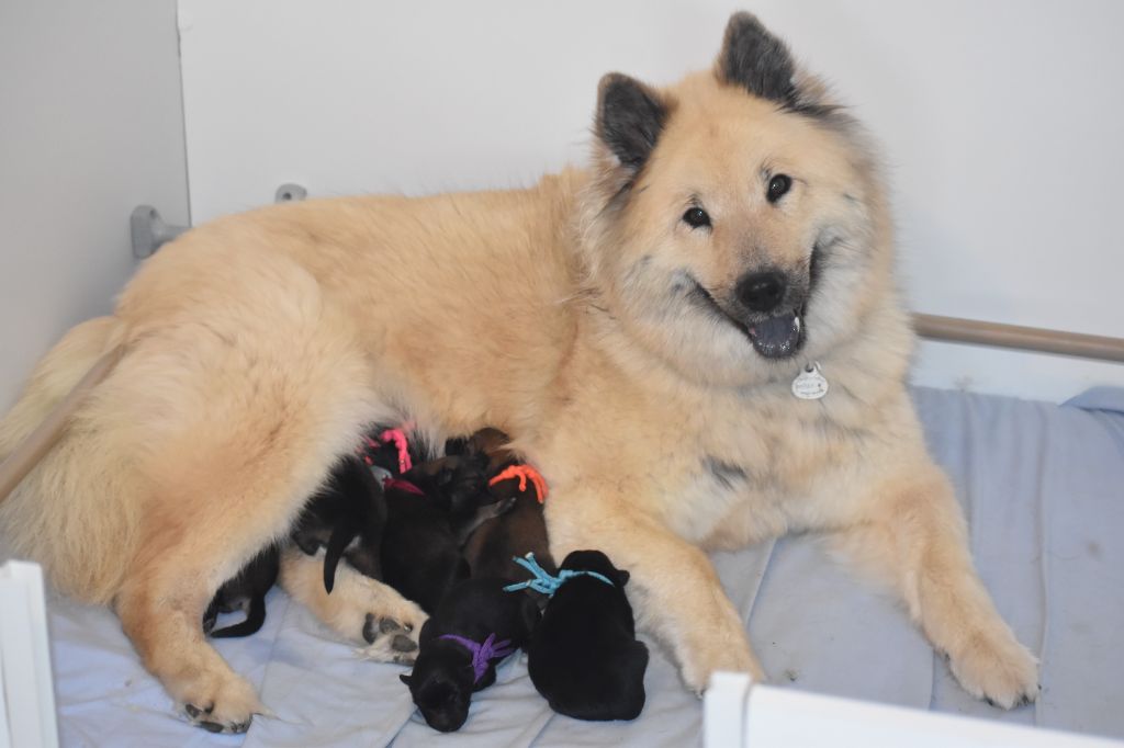 chiot Eurasier Des Diamants De L'océan