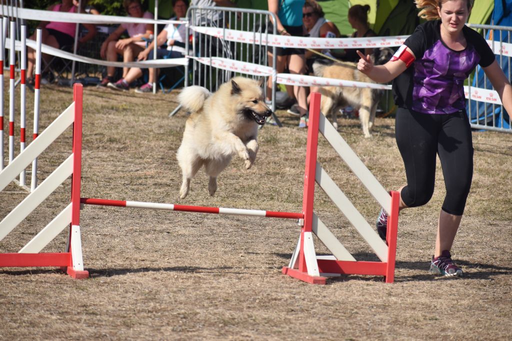 Maika en concours d'agility