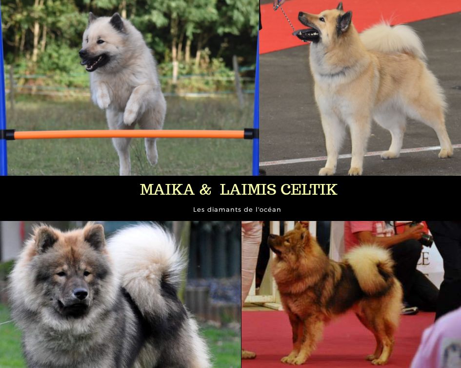 Évolution Portée Maika & Celtik