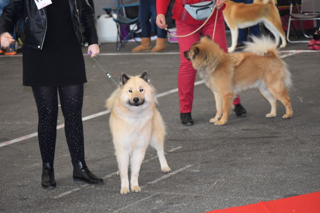 Maika en exposition canine